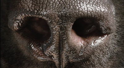 >Tim Flach - Dog Gods - FTCMag